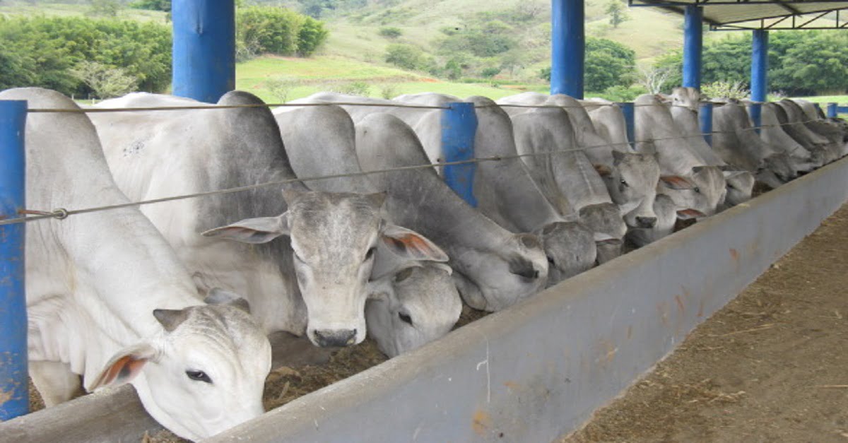 Gestão Eficiente: Como Melhorar a Produção na Criação de Gado de Corte