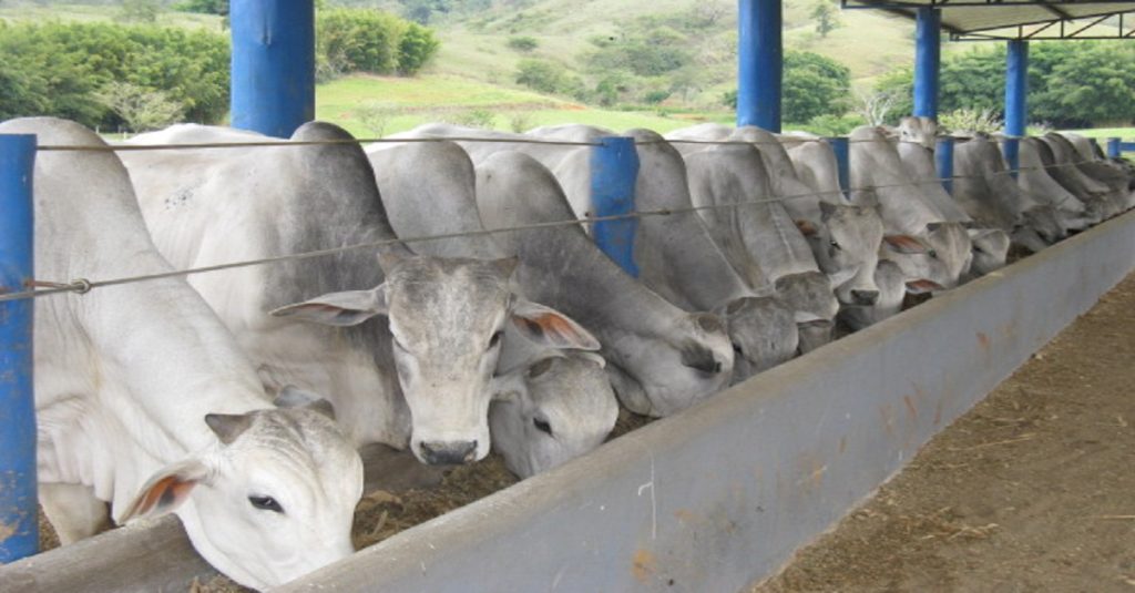 Gestão Eficiente: Como Melhorar a Produção na Criação de Gado de Corte