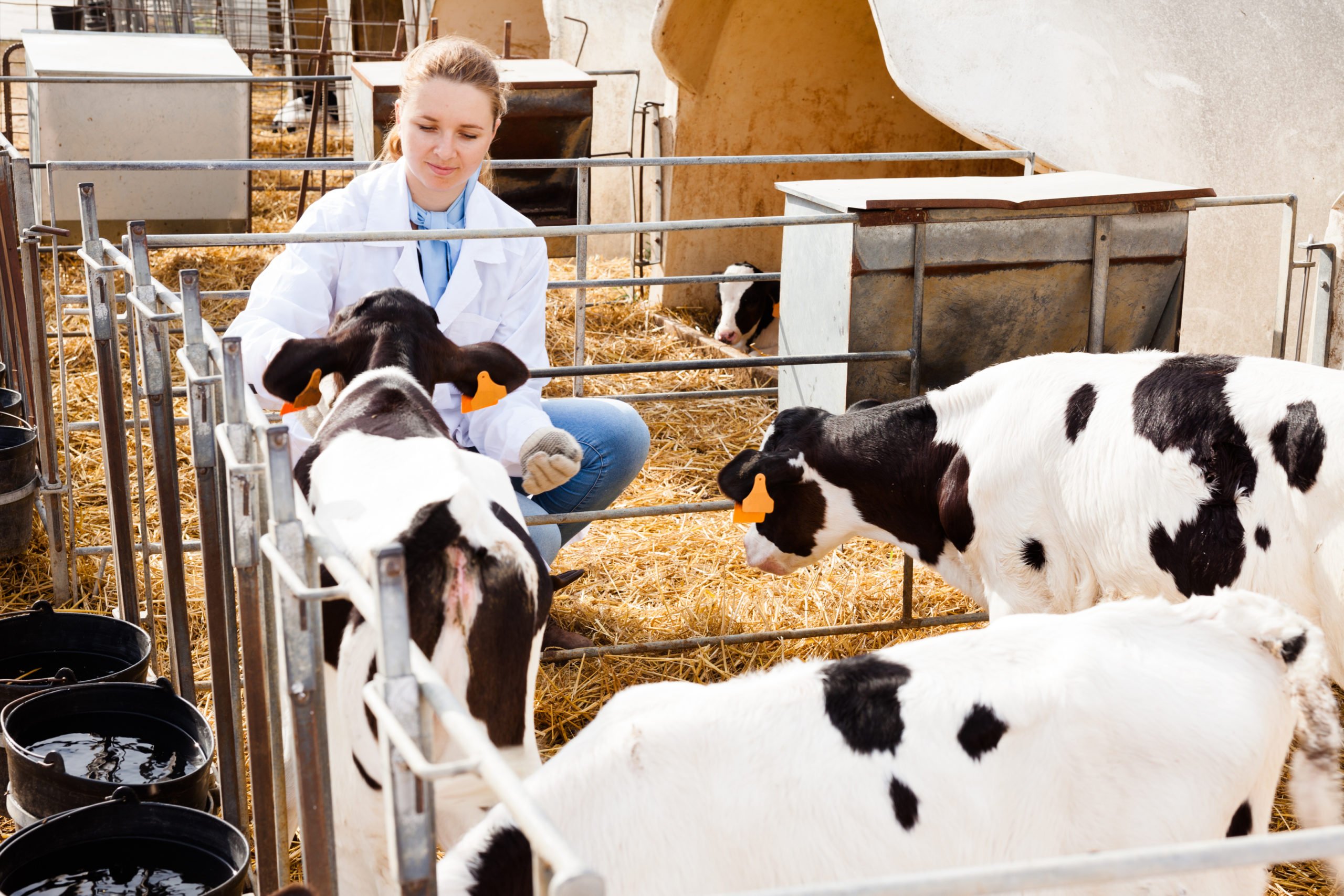 Saúde Bovina: Prevenção e Controle de Doenças em Rebanhos
