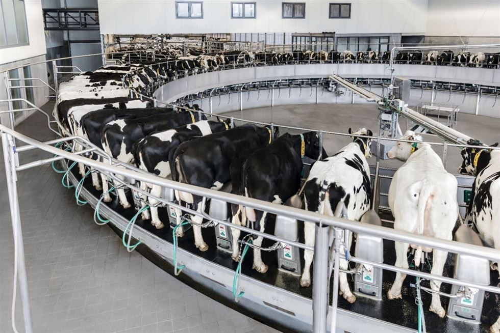 Bem-Estar Animal: Práticas Sustentáveis na Pecuária Moderna