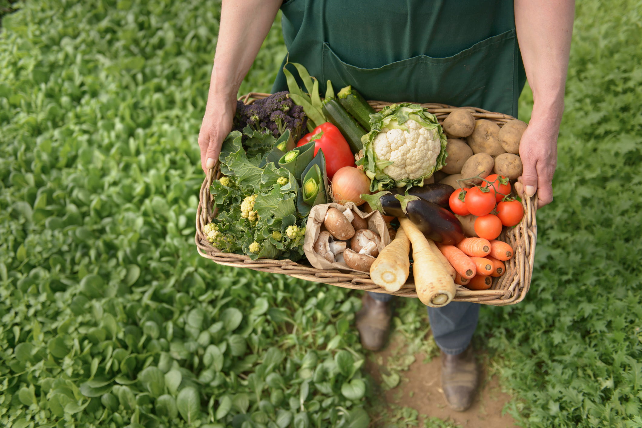 Como Produzir Alimentos Saudáveis em Casa