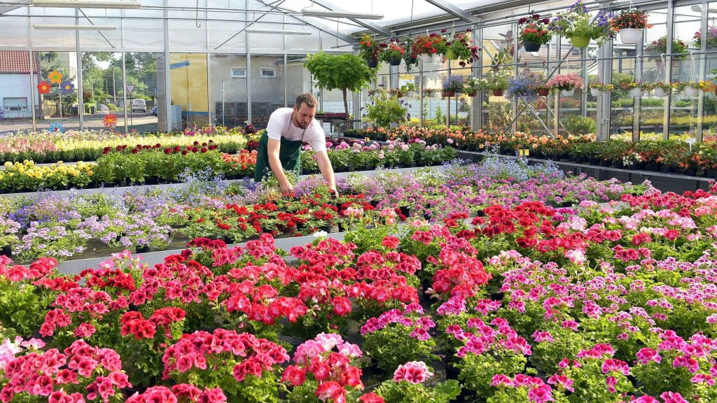 Cultivos Especiais: Conheça Plantas Exóticas e Técnicas de Produção Diferenciadas